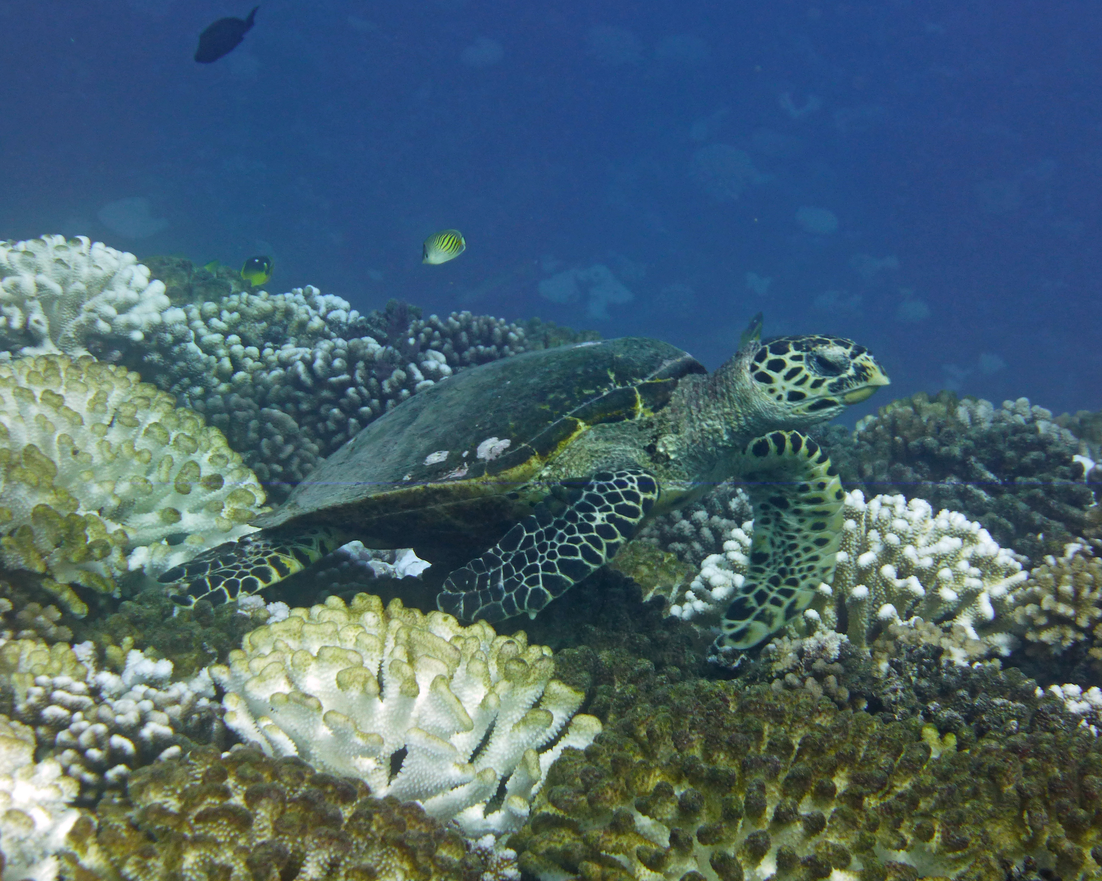 Hawksbill turtle, Mamaru, Mo'orea, French Polynesia 2019.